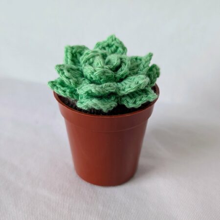 Succulente